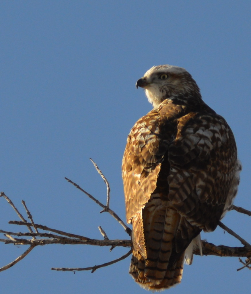 Colorado Hawk