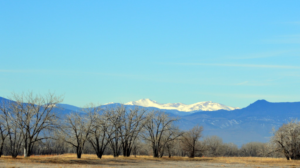 Owner Opt Out Work COmp Colorado