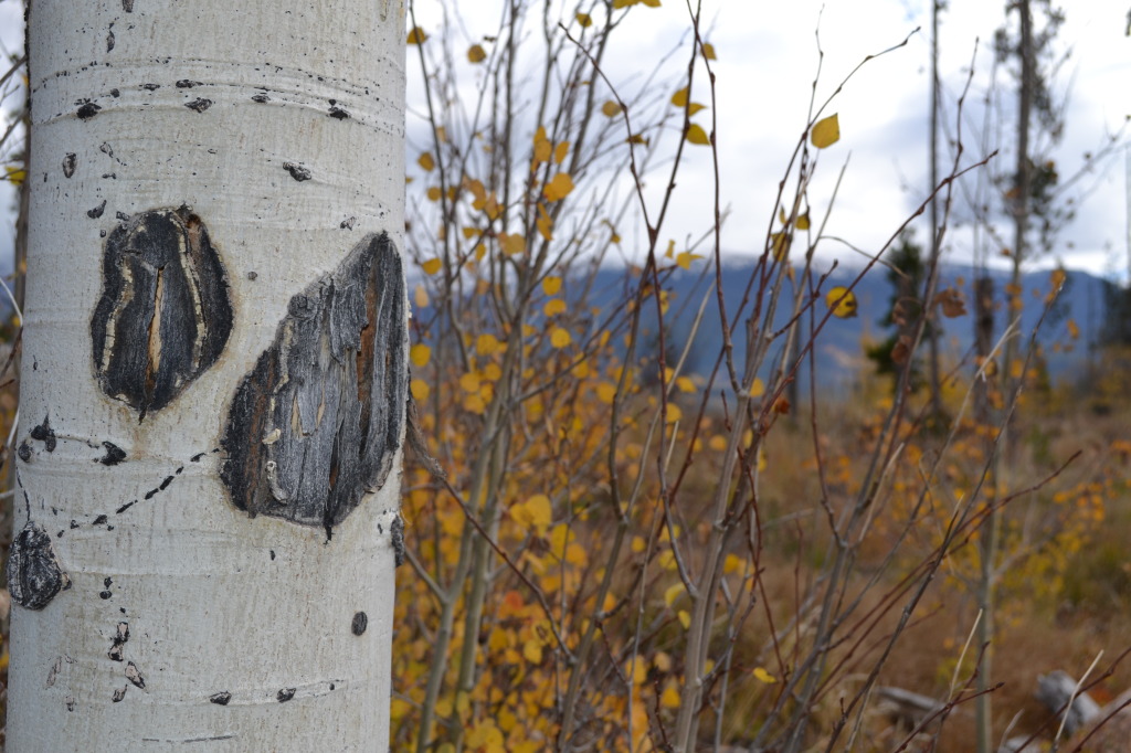 Aspen fall colorado