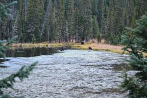 Moose near Mary Jane