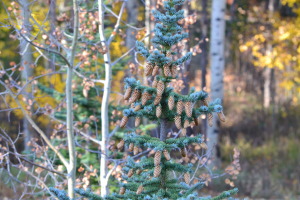 Pine Tree in Fall CO