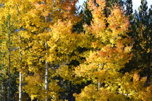 Fall in Colorado mountains