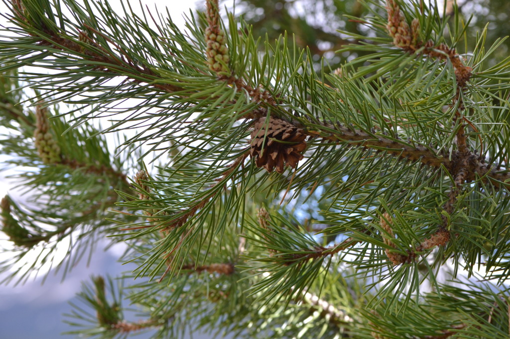 Pine Tree in Colorado