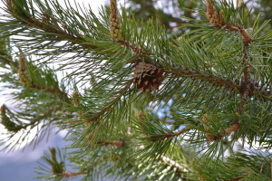 Colorado Pine