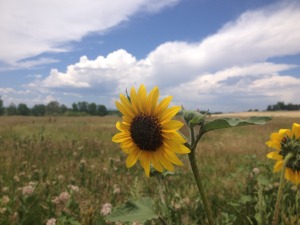 Sunflower Colorado Summer