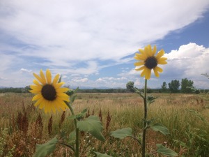 Sunflowers Colorado Summer