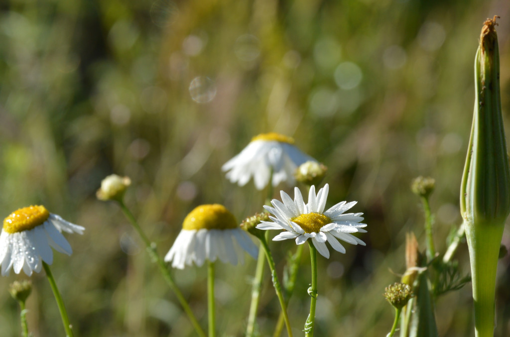 Colorado Wild Flowers