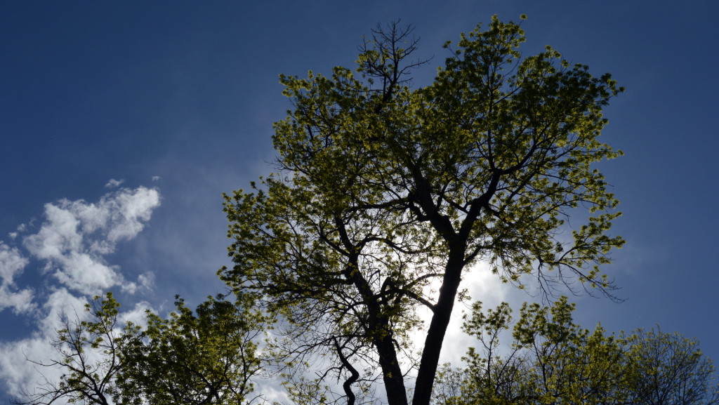 COlorado Tree Trimmer Insurance