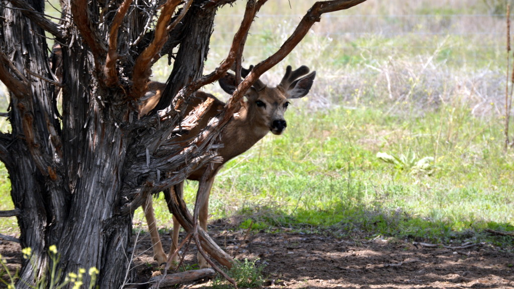 Colorado Veterinarian Business Insurance