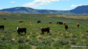 Colorado Cows