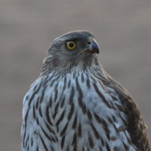 Colorado Falcon