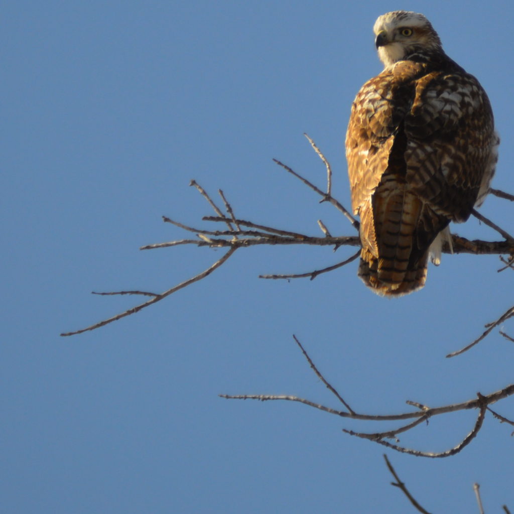 Colorado Falcon