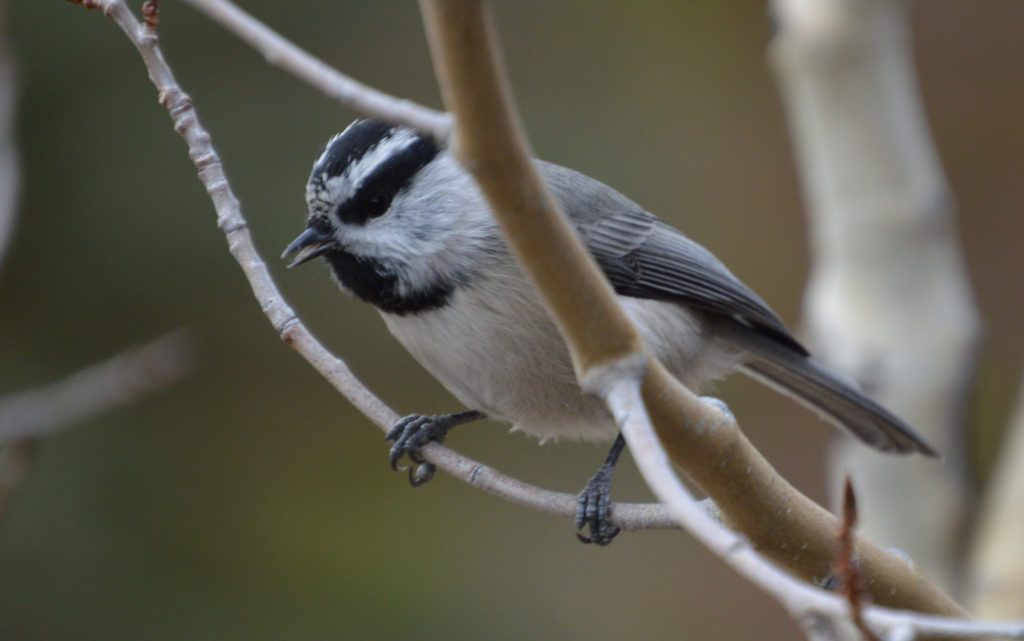 Colorado Bird Wildlife