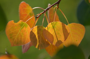 Colorado Fall Aspen Leaves