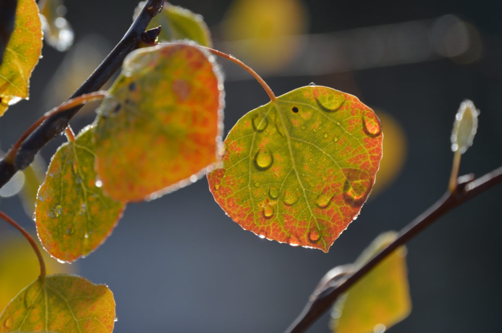 Fall in Colorado Leaves changing