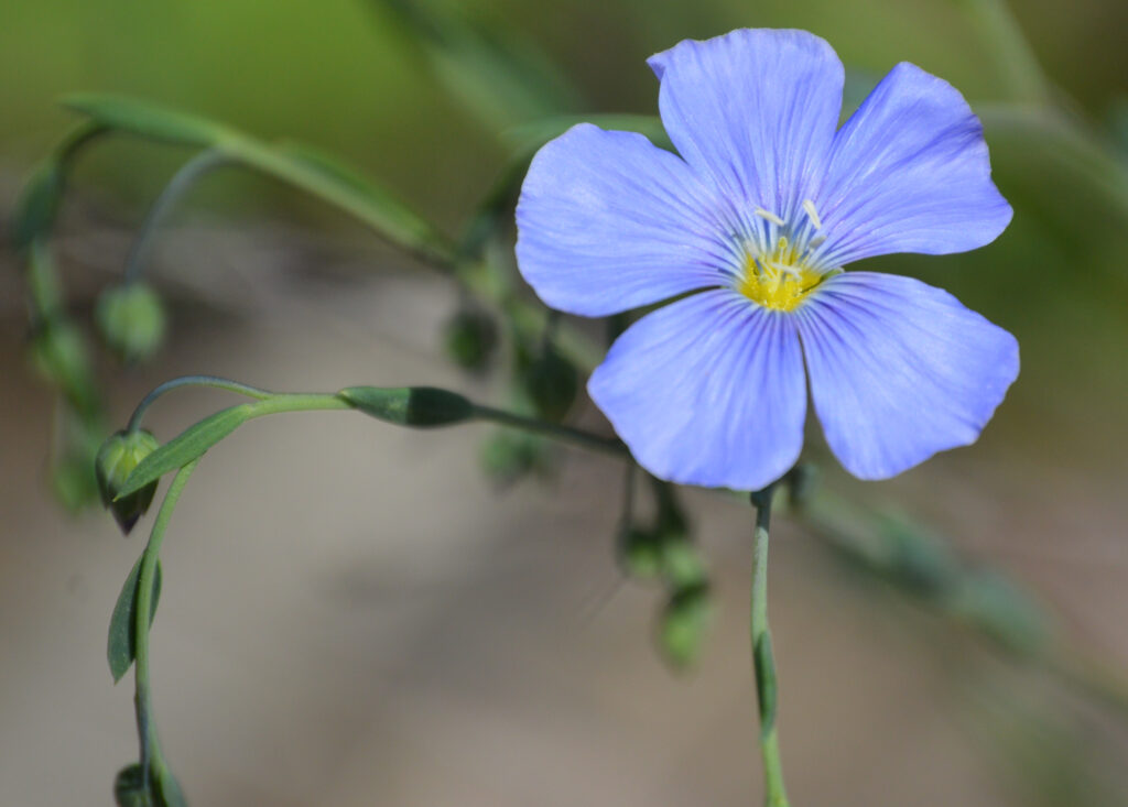 Colorado Wildflower