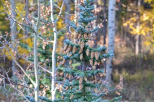 Colorado Spruce 