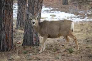 Colorado Deer     